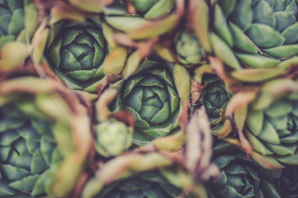 Free Image of Artichoke 