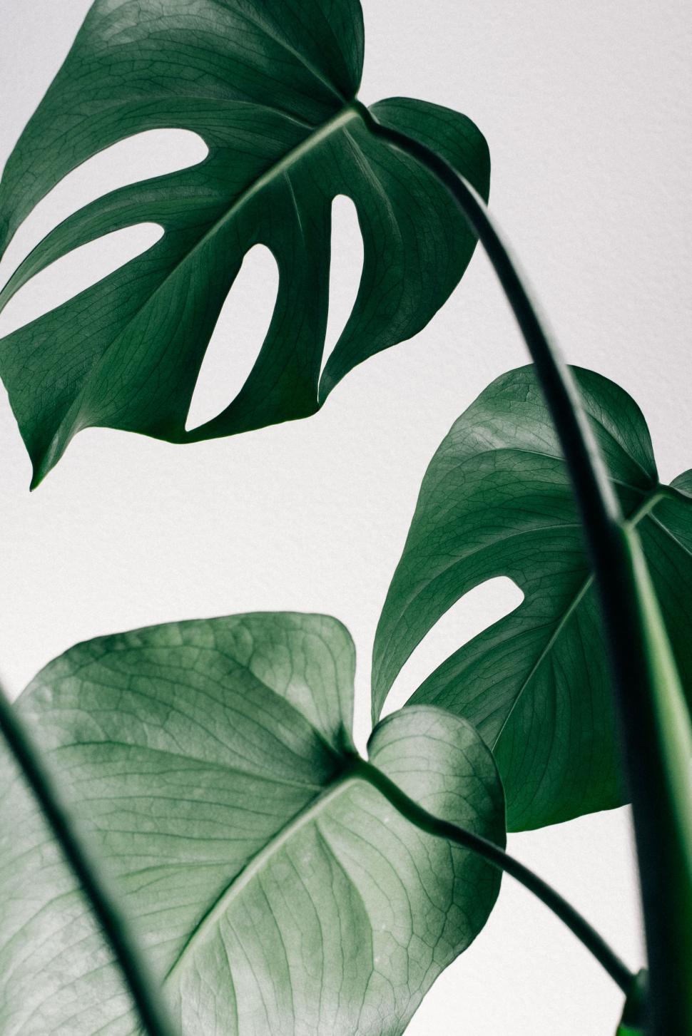 Free Image of Decorative Green Leaves  