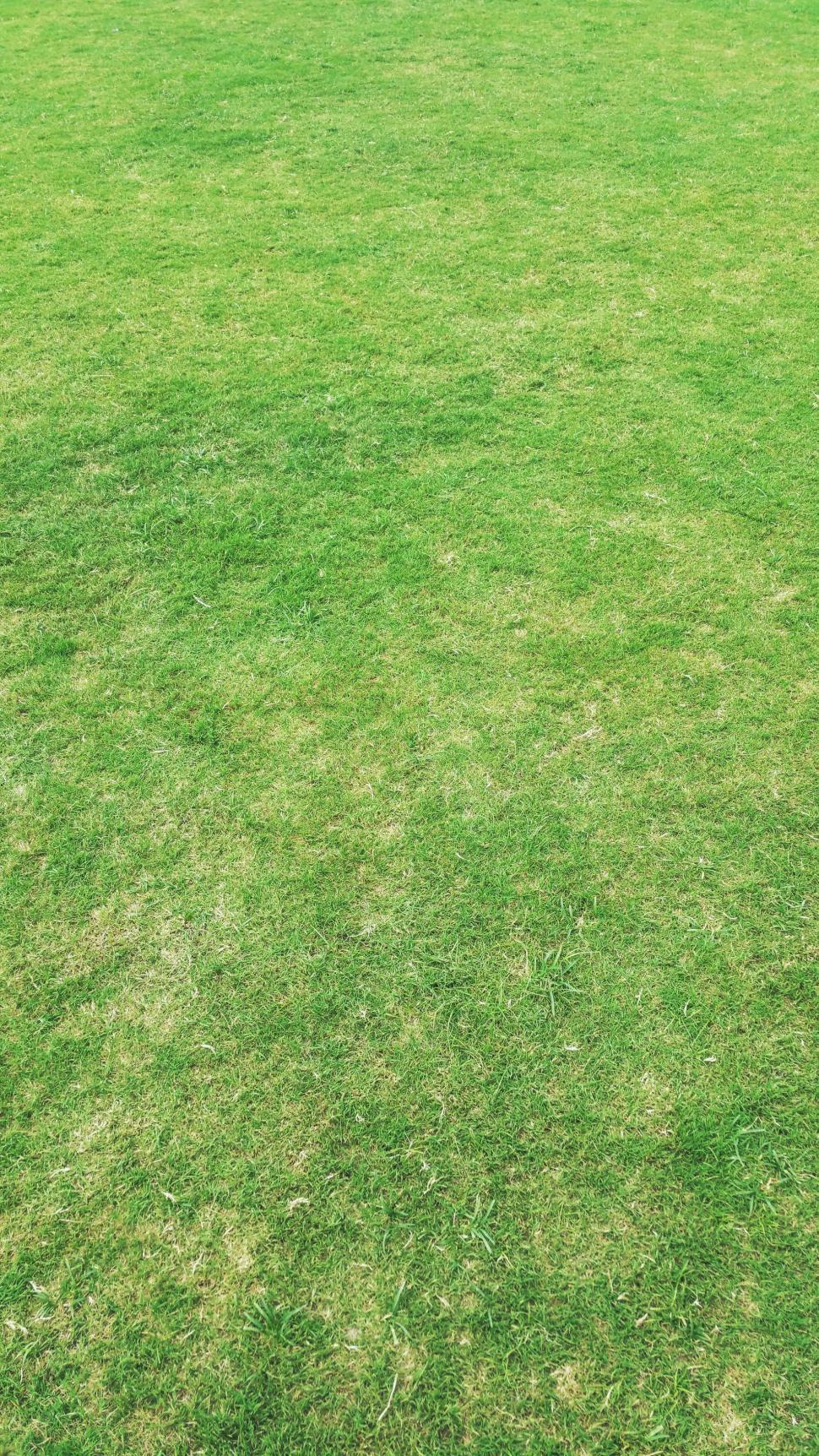 Free Image of Green Grass Field  