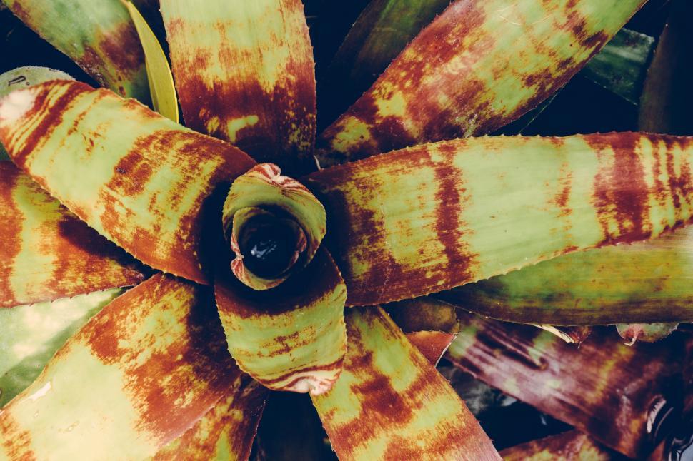 Free Image of Top View of Green Plant  