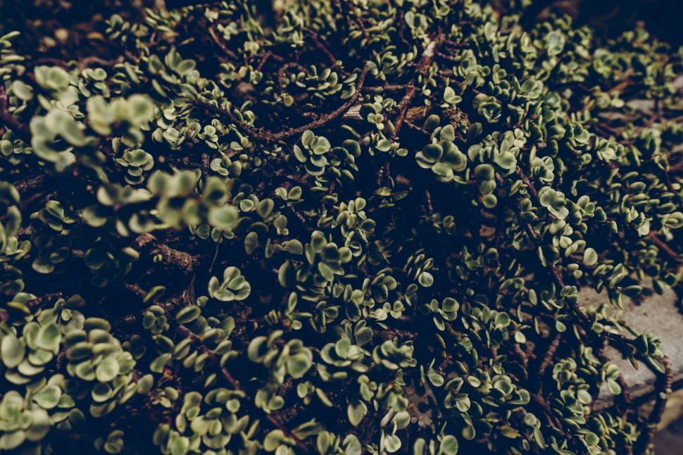 Free Image of View of Tiny Green Leaves 