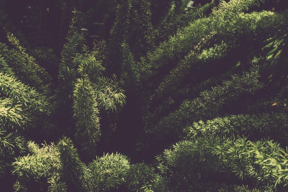 Free Image of Needle Leaves  