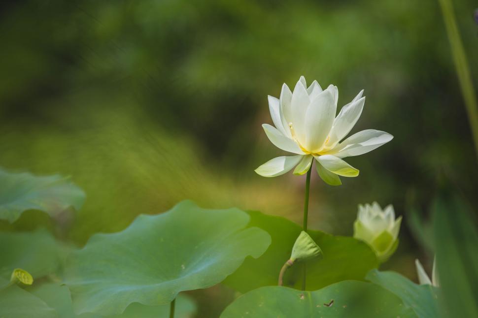 Free Image of White Flower and Green Leaves  