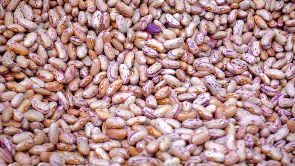 Free Image of Uncooked Kidney Beans  