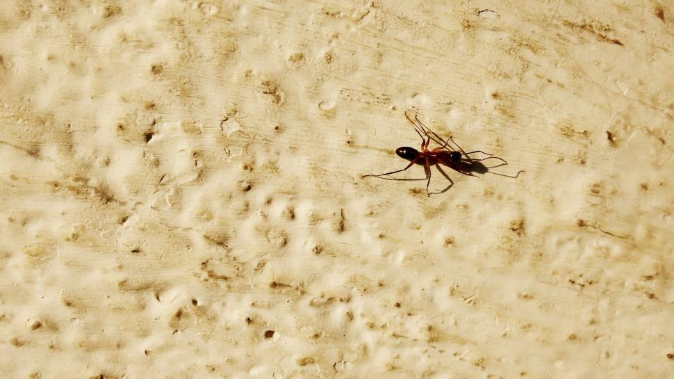 Free Image of Ant on wall  