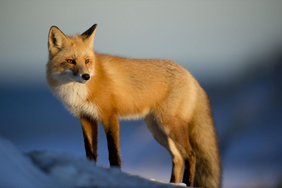 Free Image of Red fox (animal)  