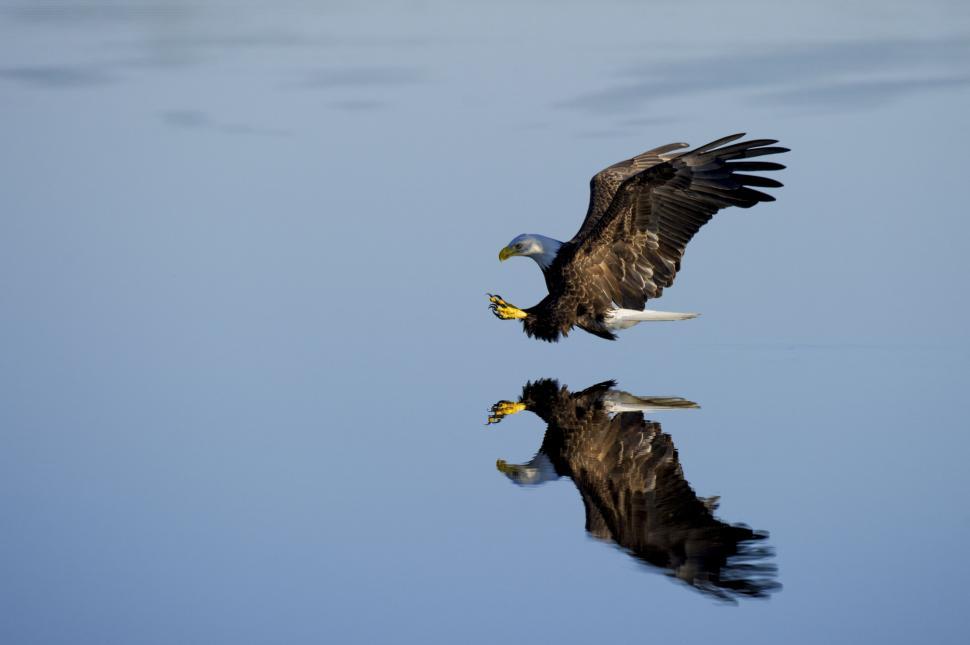 Free Image of Lake and Eagle  
