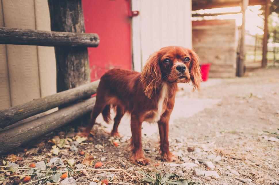 Free Image of Stray Brown Dog  