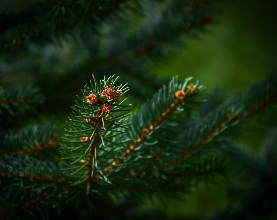 Free Image of Fir tree leaves  