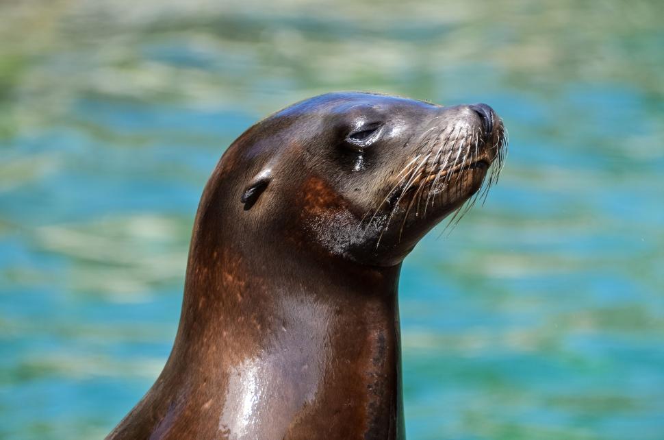 Free Image of Sea lion 