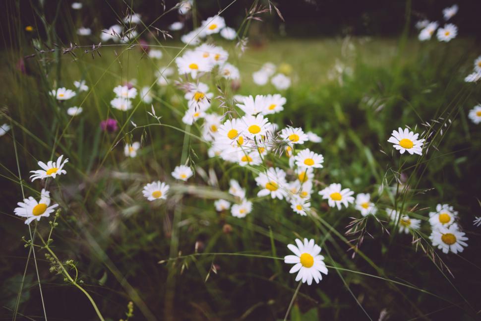 Free Image of Chamomile Flowers  