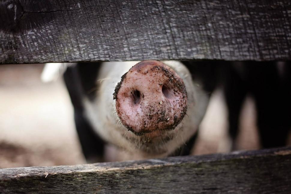 Free Image of Pig Nose  