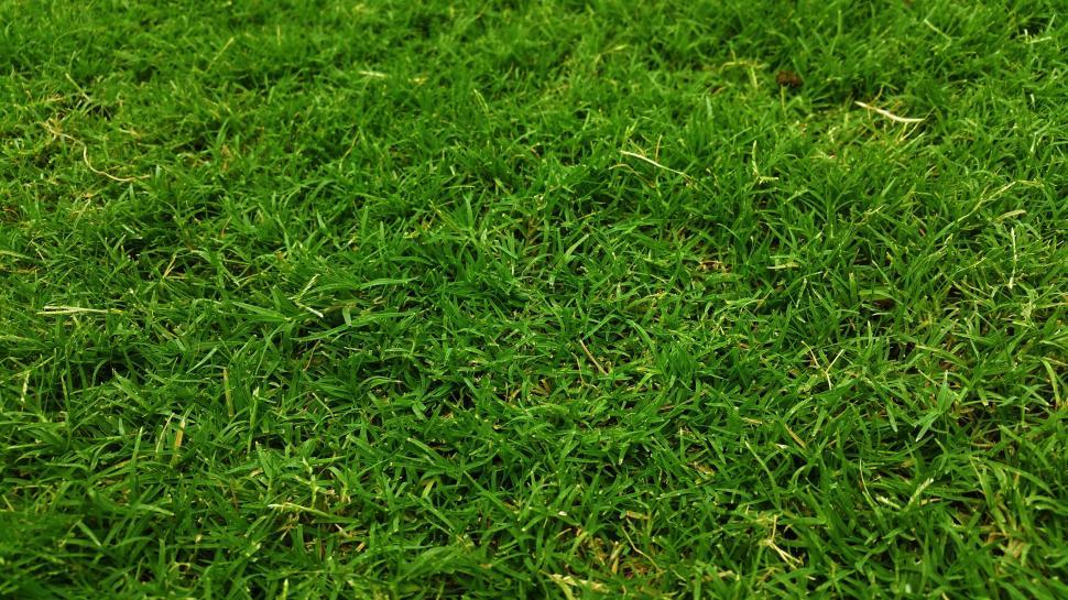 Free Image of Wet Grass - Background  