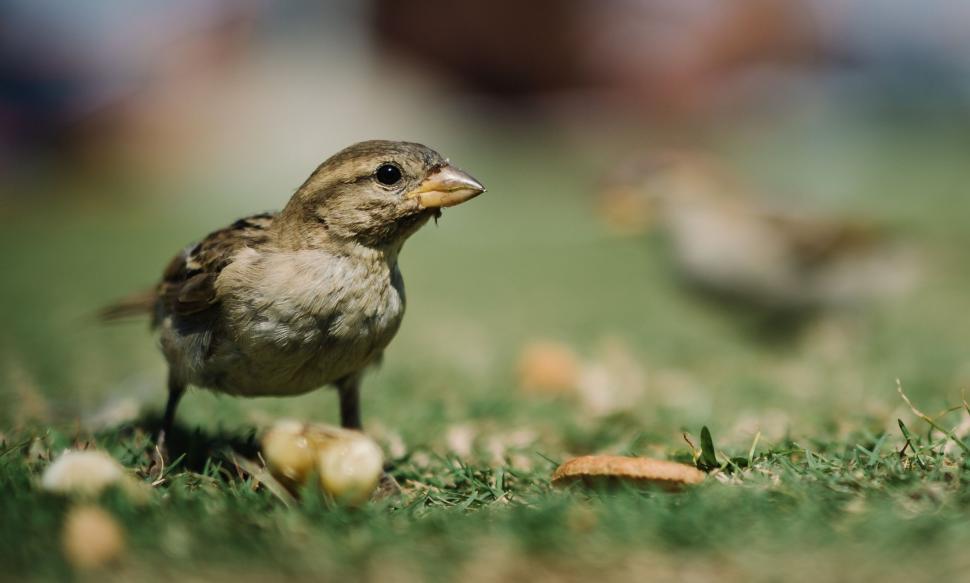Free Image of Old World sparrow 