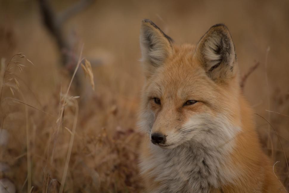 Free Image of Red fox 