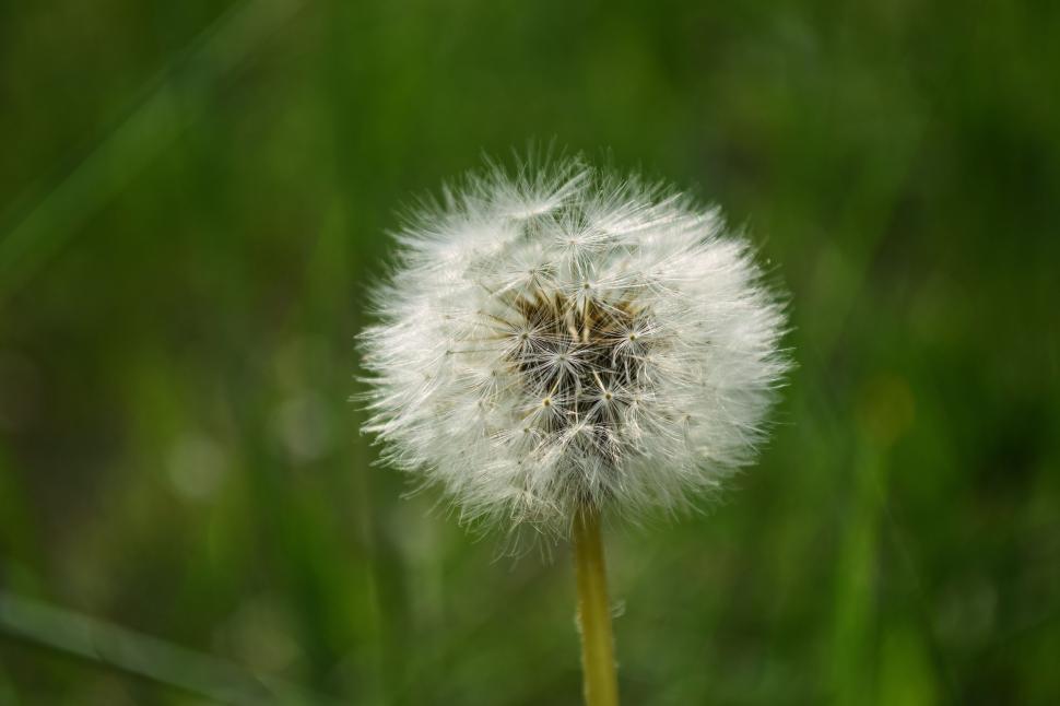 Free Image of White Dandelion 