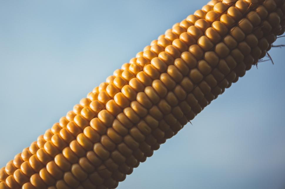 Free Image of Corn on the cob 