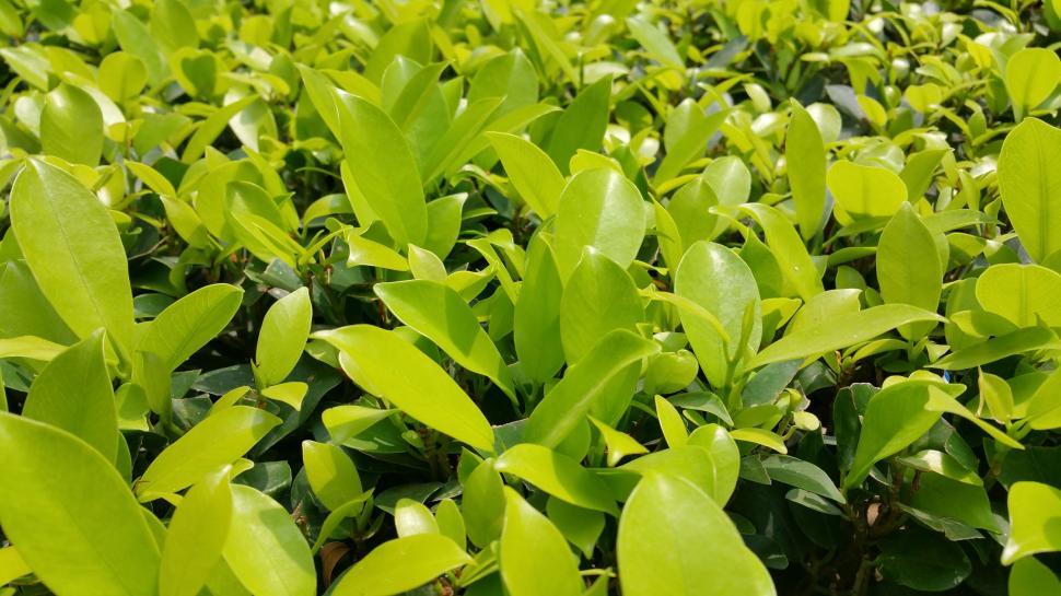 Free Image of Dark Green Leaves  