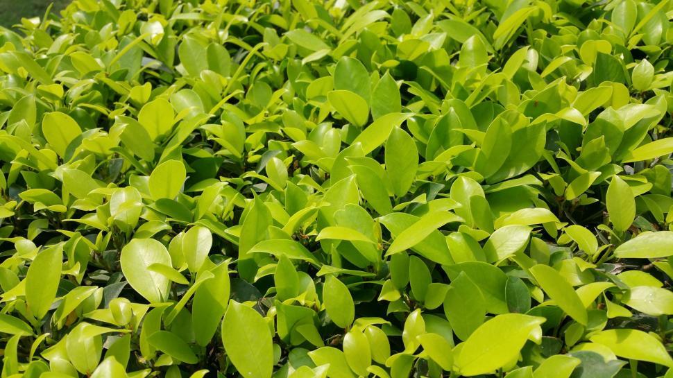 Free Image of Dark Green Leaves - background  