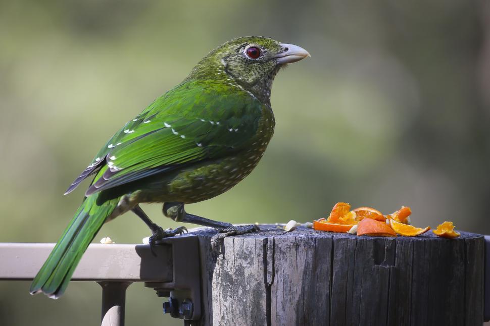Free Image of Green Bird and orange slices  