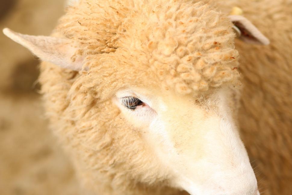 Free Image of Sheep Eye  