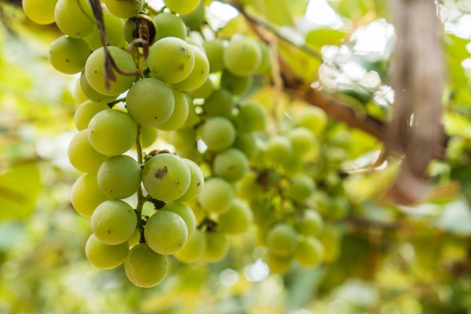 Free Image of Bunch of Green Grapes  