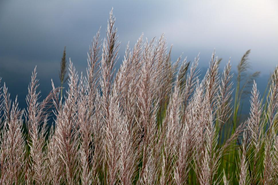 Free Image of Strands of Wheat  