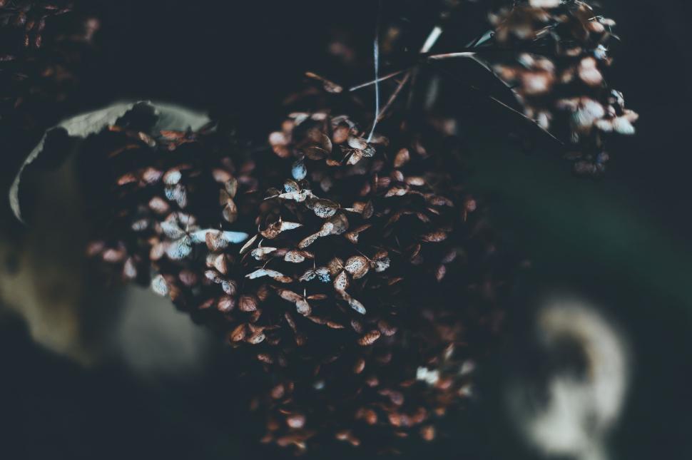 Free Image of Dried Leaves  
