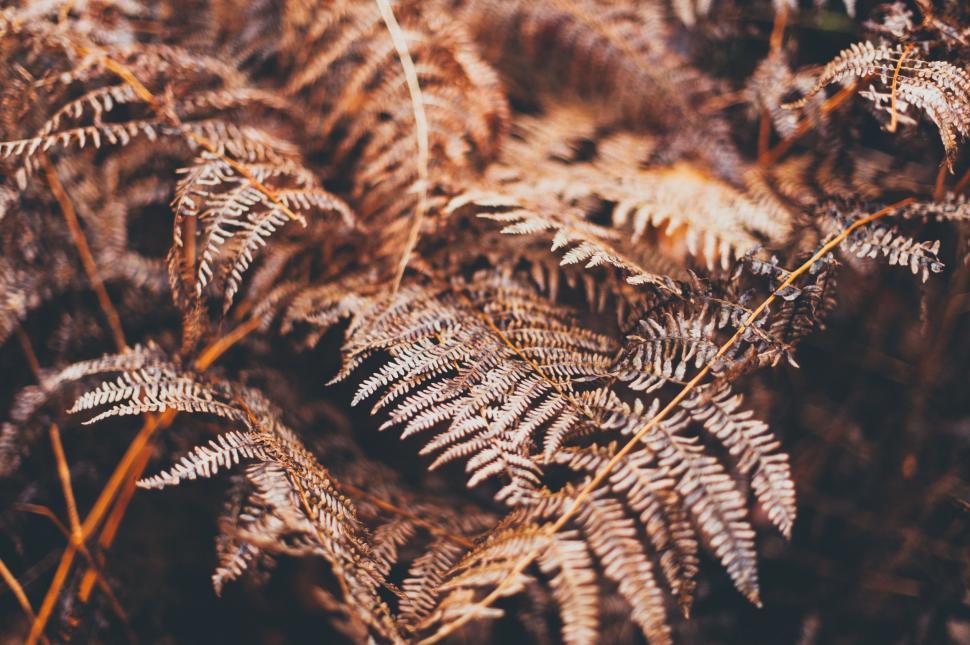 Free Image of Fern leaves 