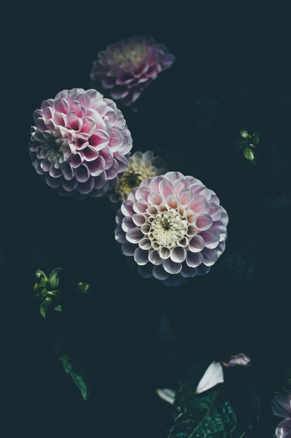 Free Image of Dark View of Dahlia Flowers  