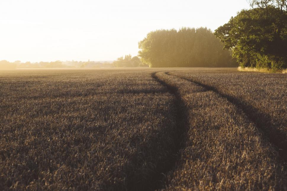 Free Image of Cropland and sun glare  