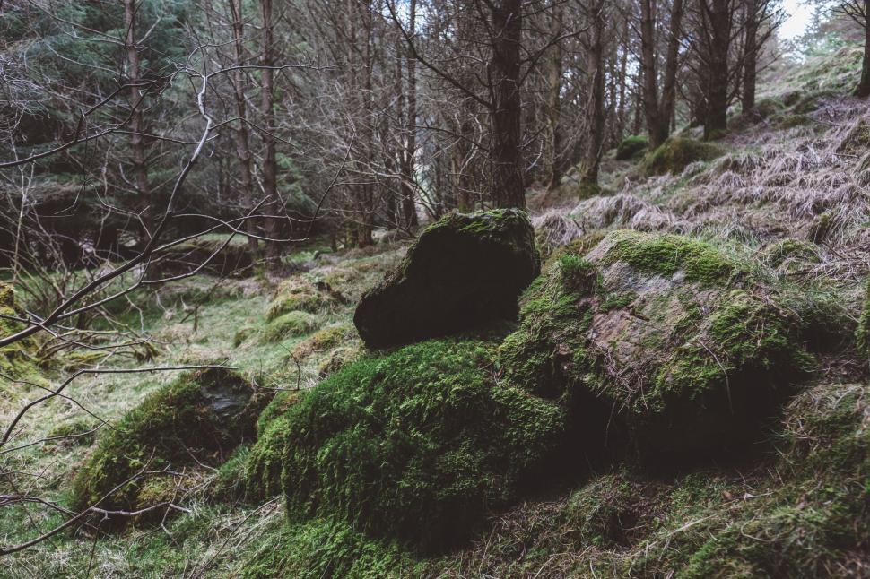 Free Image of Mossy Rocks  