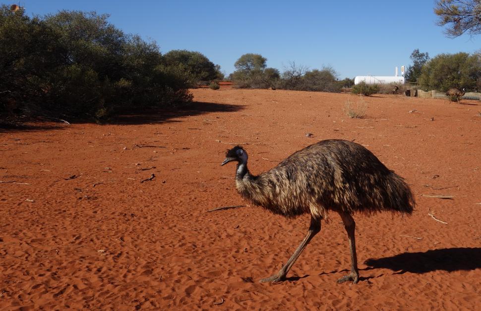 Free Image of Emu Walking  