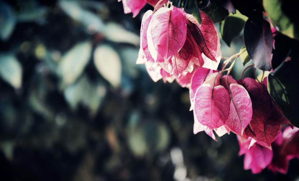 Free Image of Bougainvillea Flowers  