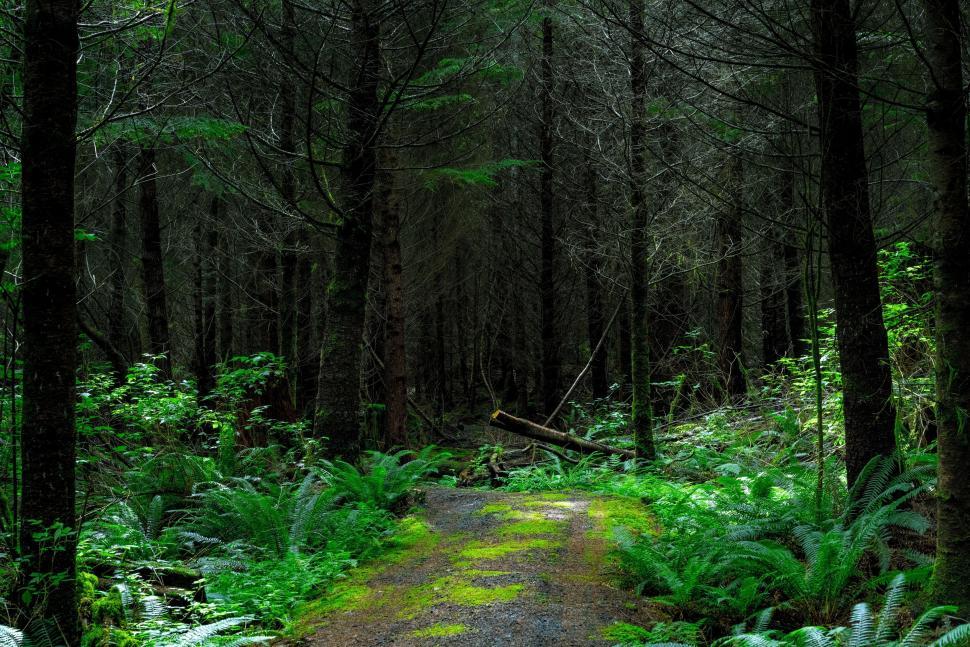 Free Image of Trees and Grass  