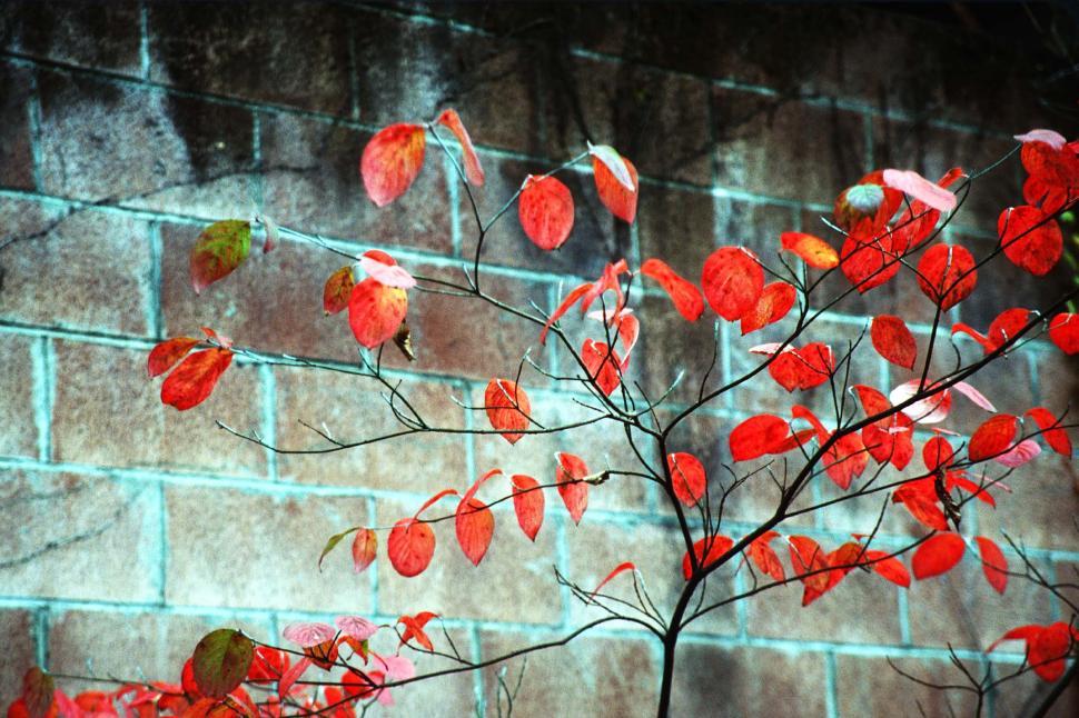 Free Image of Red leaves over block wall 