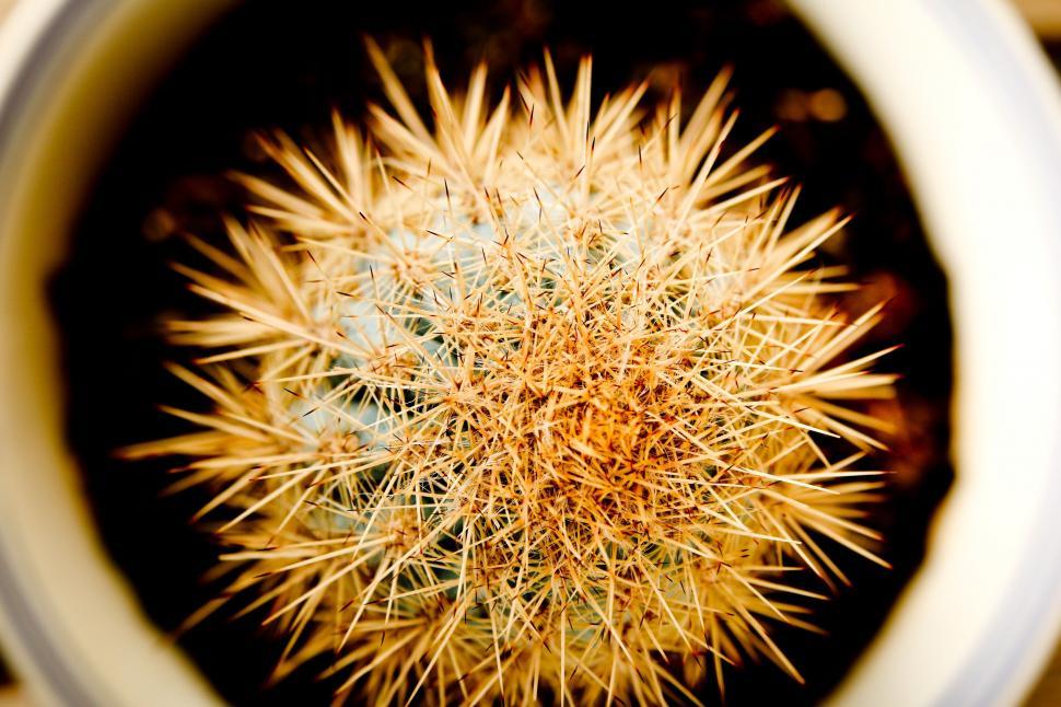 Free Image of Sharp spikes Cactus Plant 
