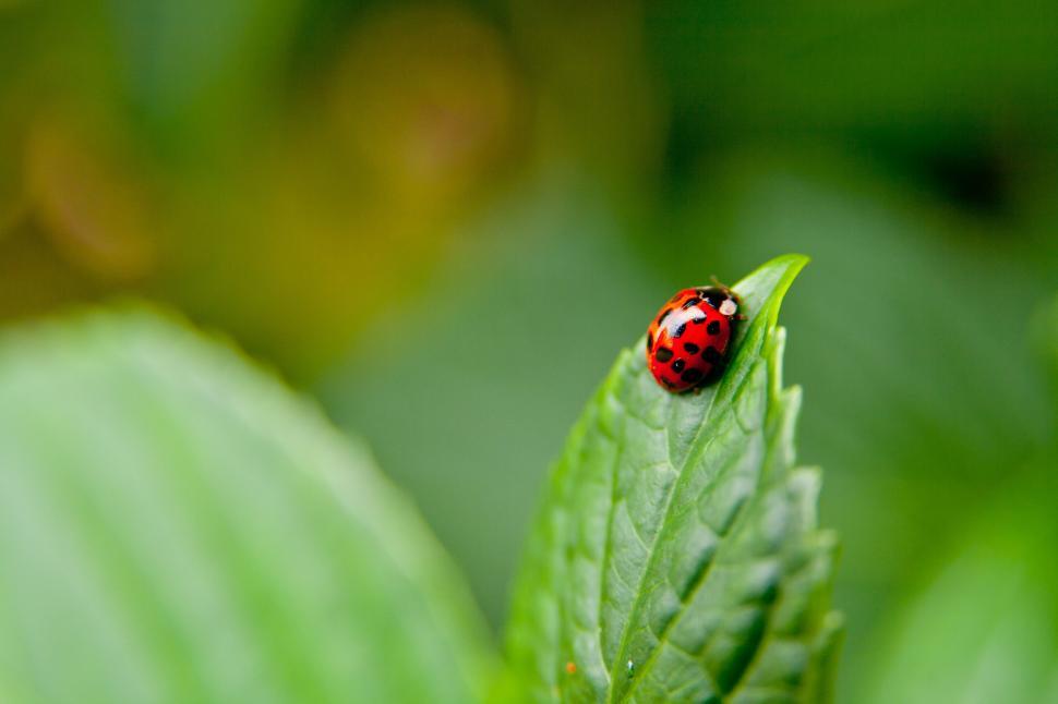 Free Image of Ladybird beetle 