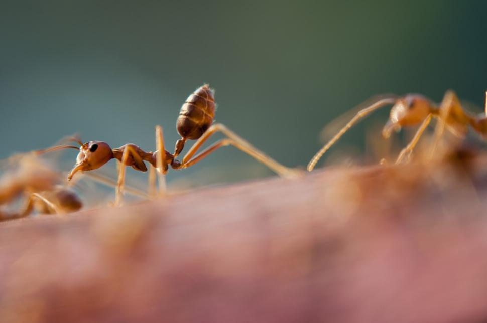 Free Image of Red Ants  