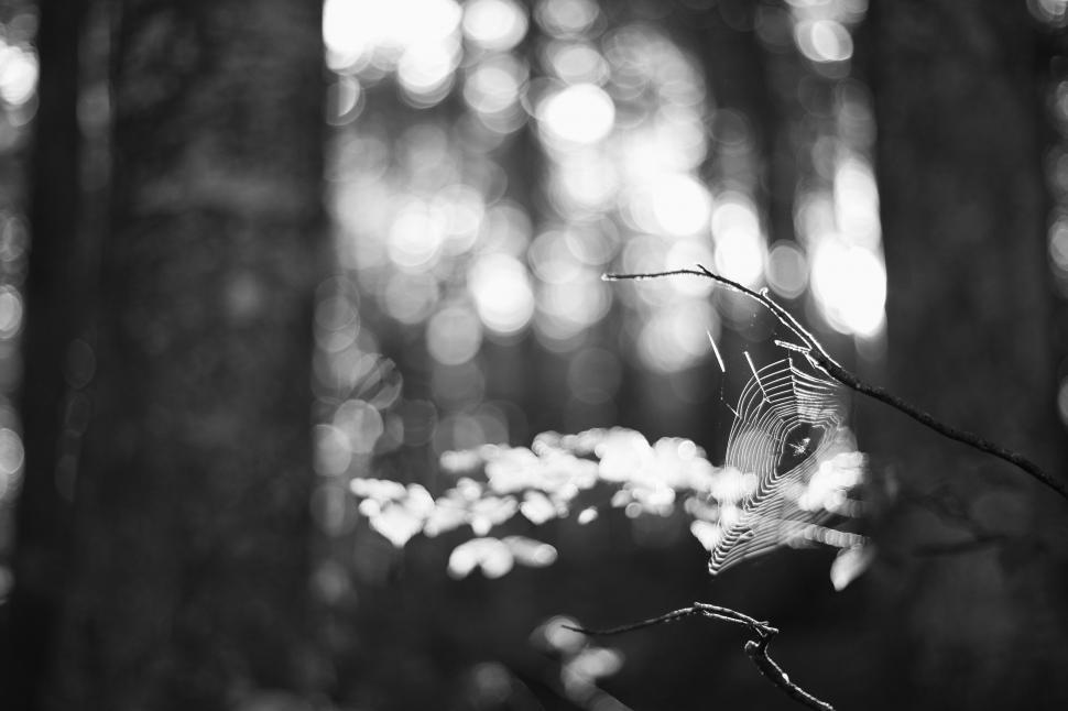 Free Image of Blur View of Spider Web  