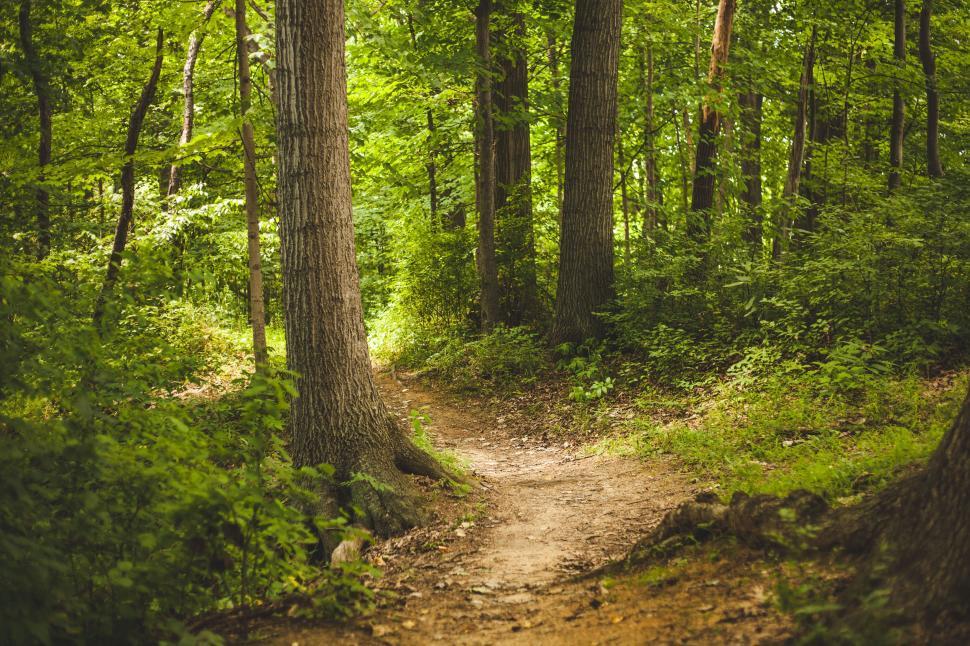 Free Image of Forest Path 
