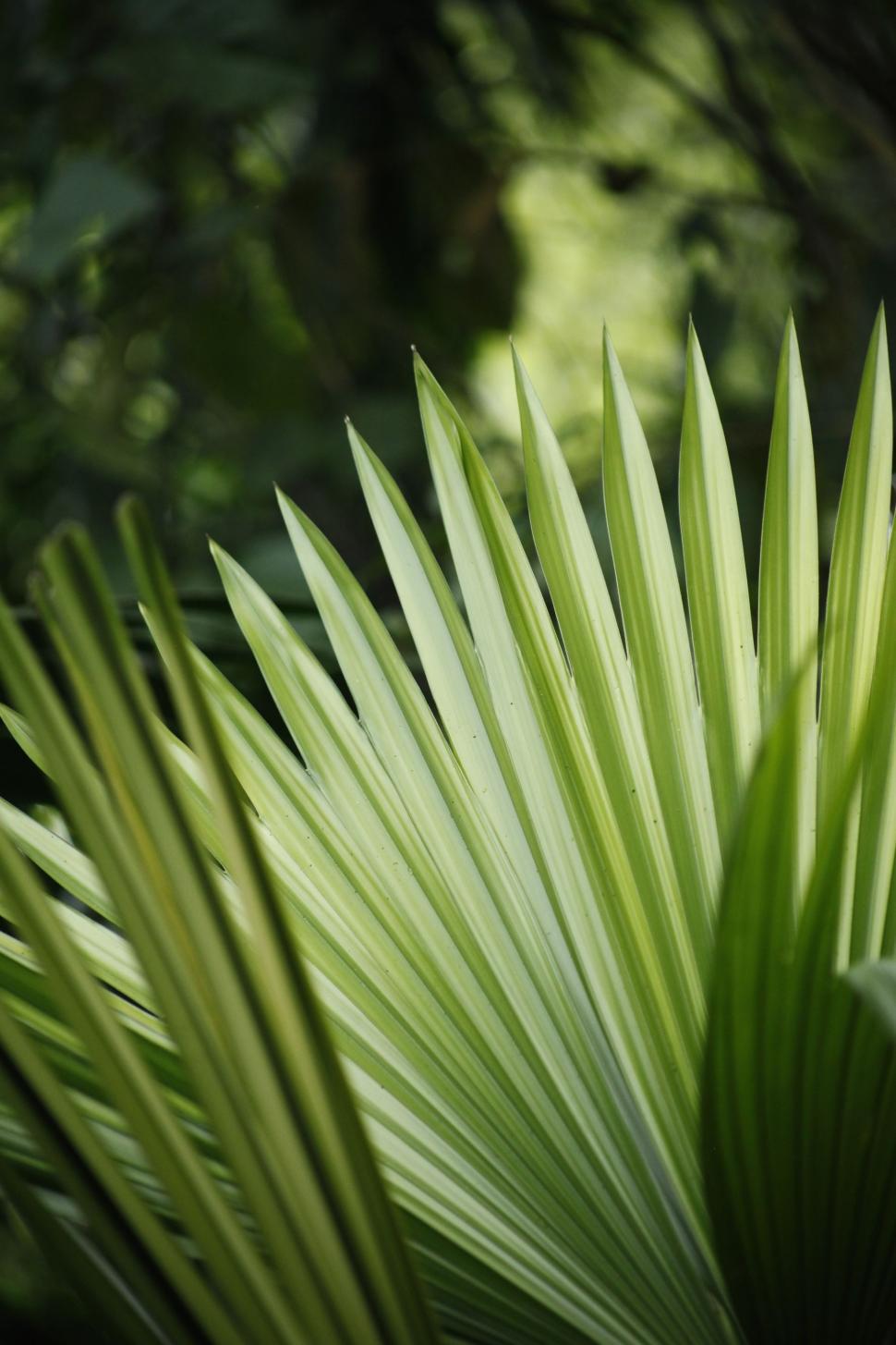 Free Image of Green Leaves of Plant  