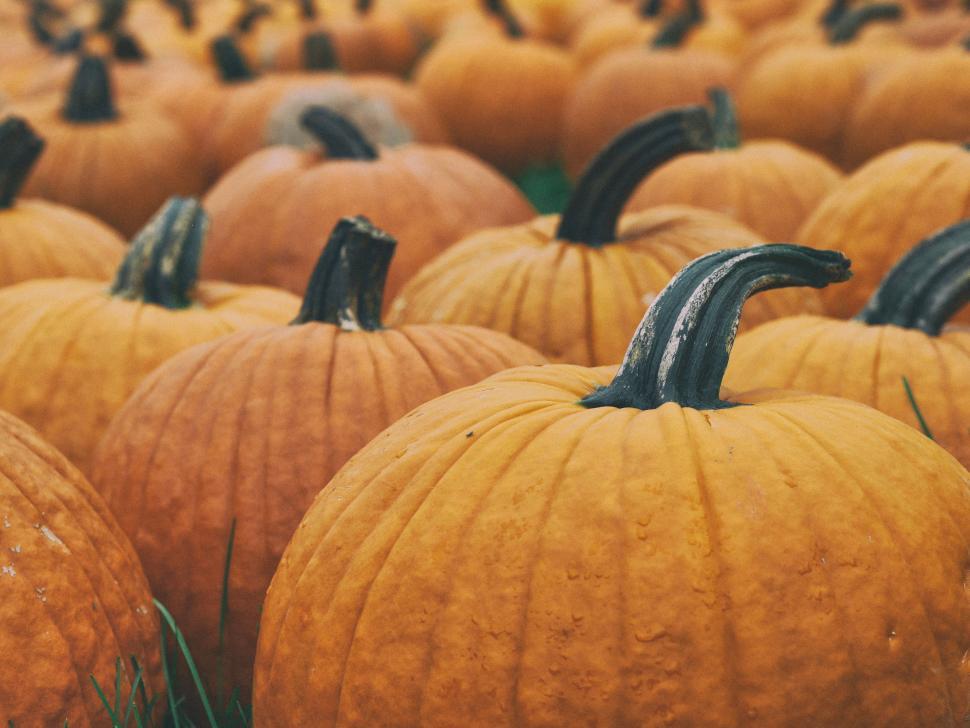 Free Image of Orange Pumpkins  