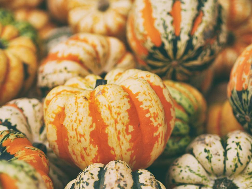 Free Image of Pile of squash 