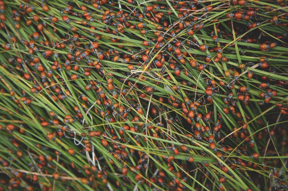 Free Image of Lady bug swarm 