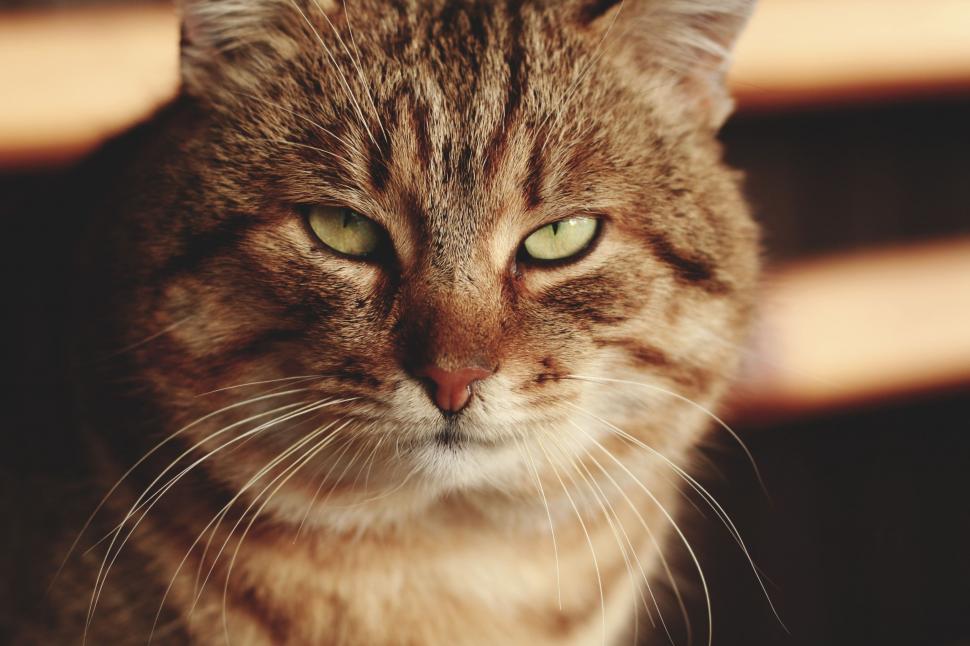 Free Image of Cat Eyes looking at camera  
