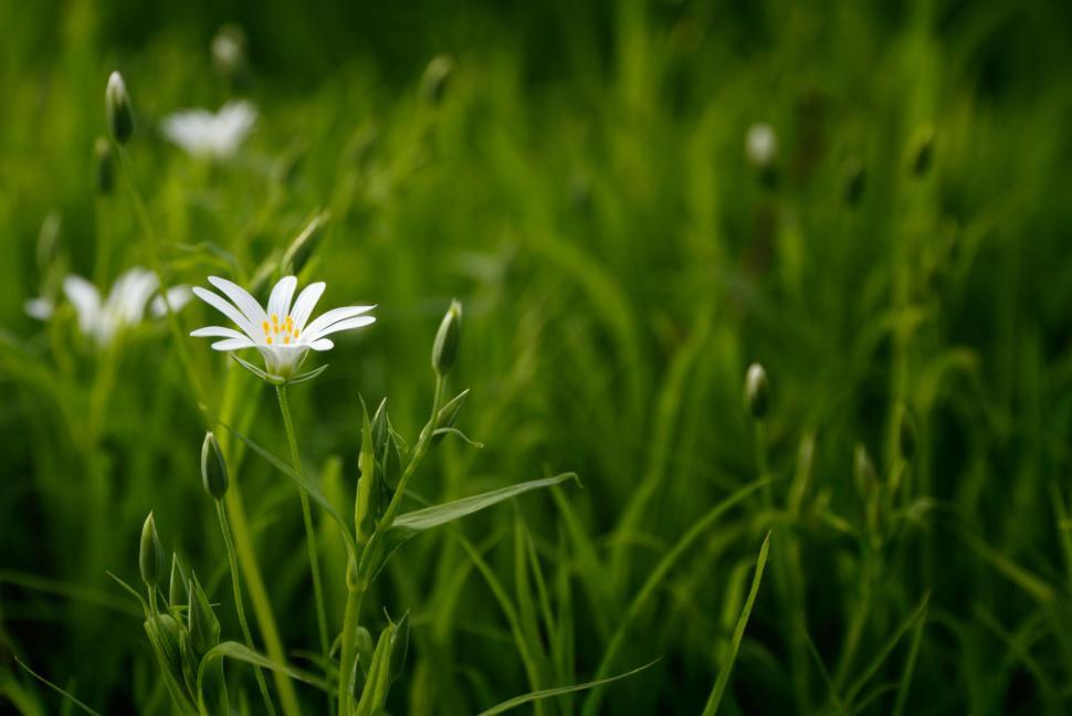 Free Image of White Flowers and Green Grass  