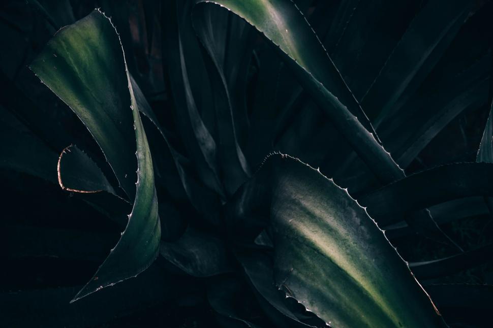 Free Image of Sawtooth Succulent  