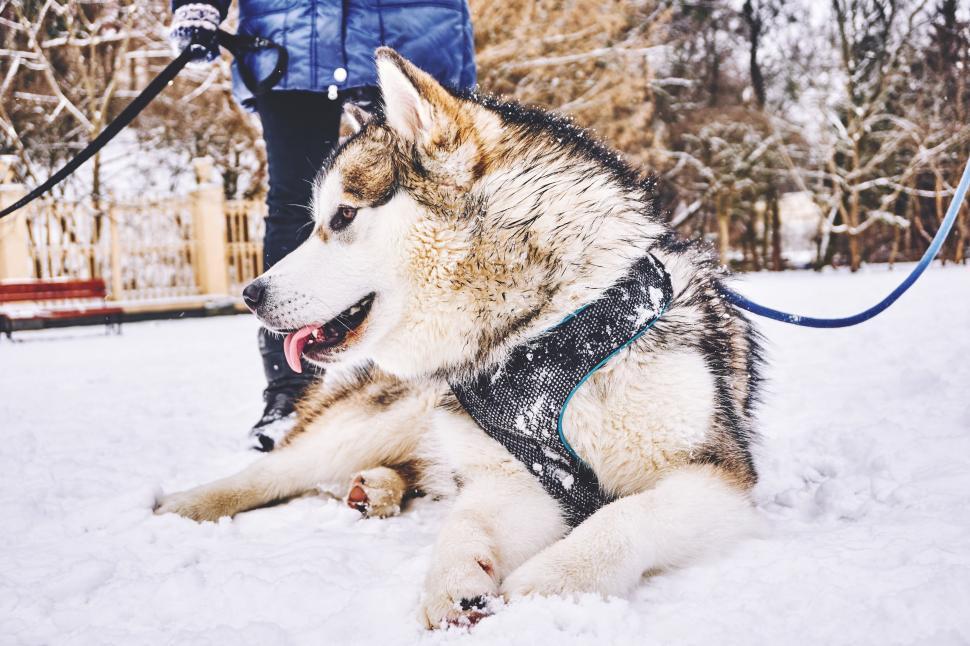 Free Image of Dog in Snow  