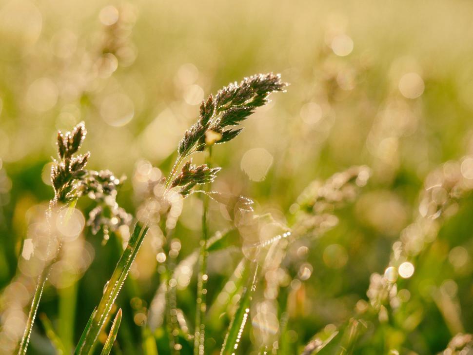 Free Image of Wheat Grass Strands  